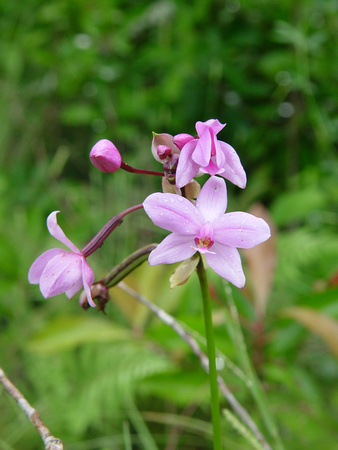 Kauai Orchid