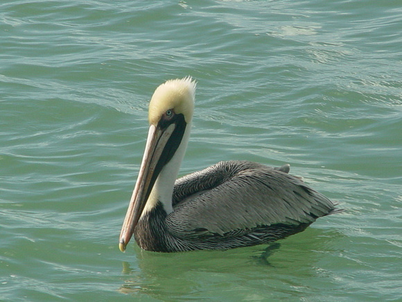 Pelican Piece
