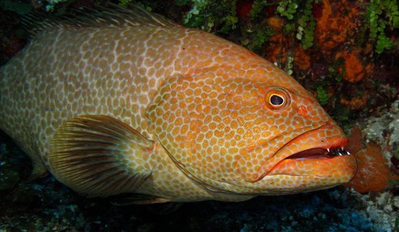 Tiger Grouper Cleaning