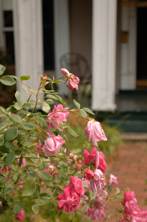Diamond Hill Roses with Porch