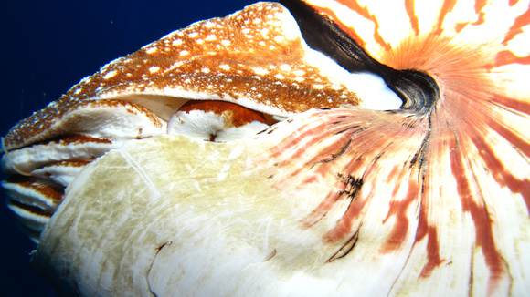 Nautilus up close