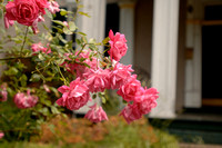 Diamond Hill Porch Roses