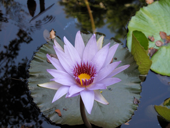 Cayman Water Lily