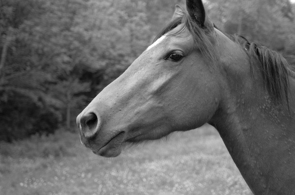 Country Horse B&W