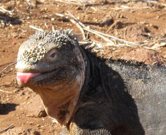 Dinosaur tongue