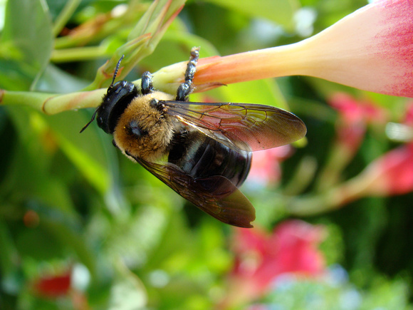 Bumblebee Mandevilla