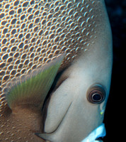 Gray Angelfish Close-up