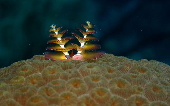 Christmas Tree Worm on Star Coral