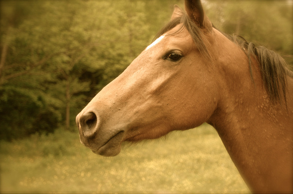 Country Horse Fade