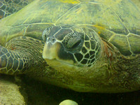 Green Maui Turtle
