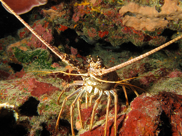Spiny Lobster with Light