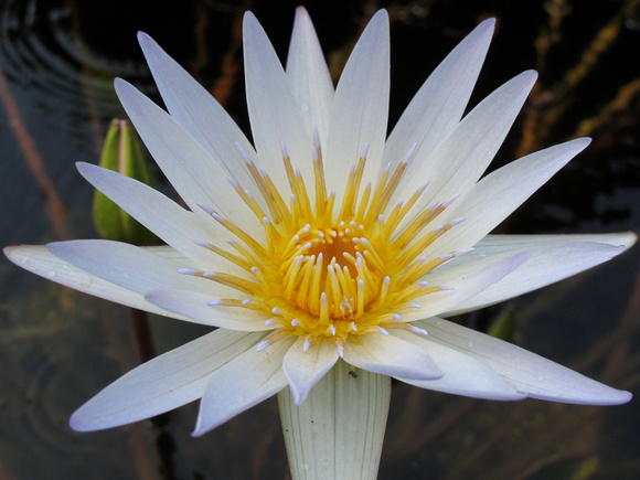 Cayman Water Lily White Close
