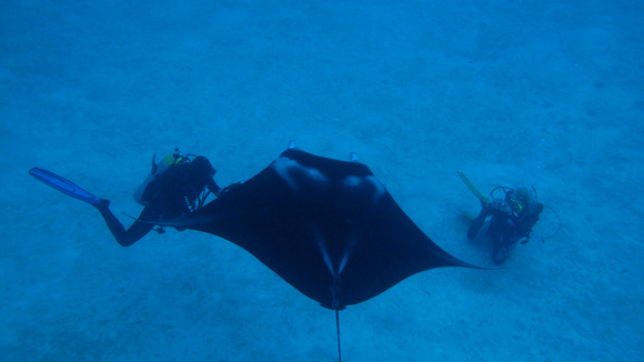 Manta Above Divers