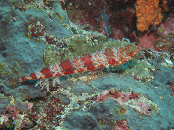Lizard Reef Fish