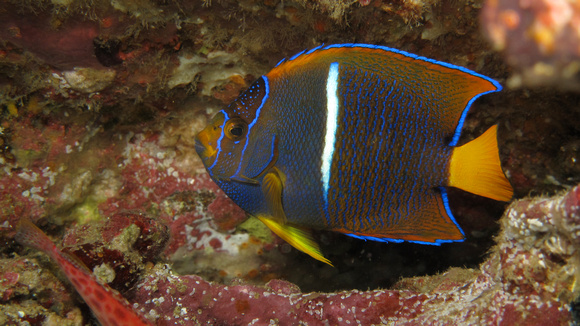Juvenile King Angelfish: Galapagos