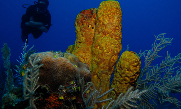 Tube Sponges with Diver