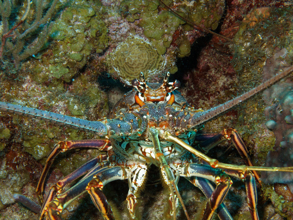 Spiny Caribbean Lobster