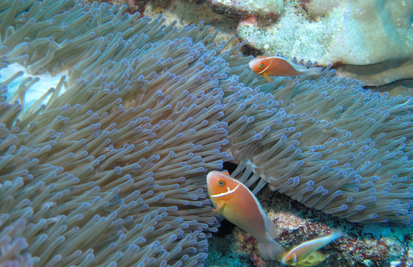 Pink Anemonefish with Blue Anemone
