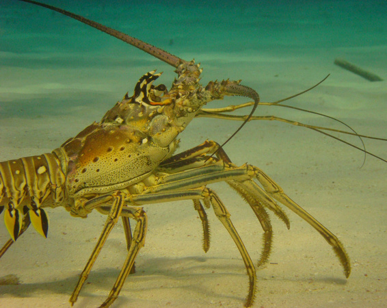 Brave Caribbean Lobster