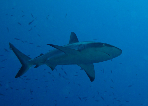 Gray Reef Shark: Palau