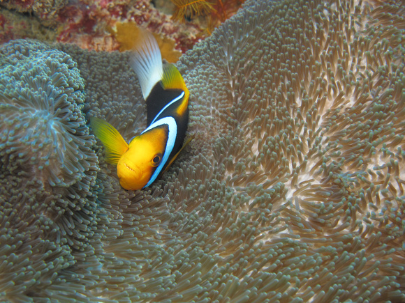 Orange-finned Anemonefish 2