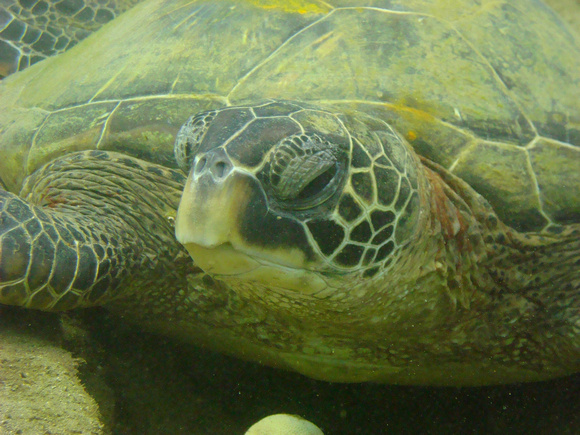 Green Maui Turtle