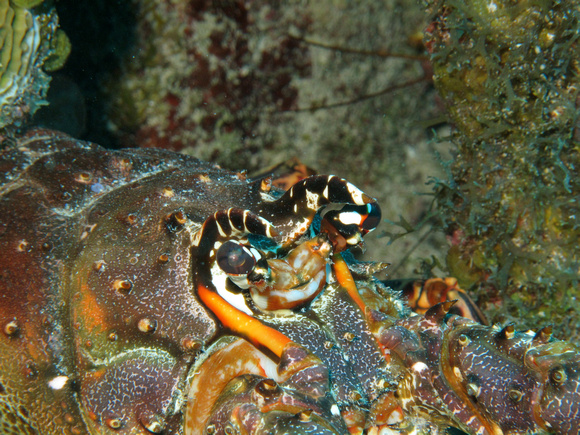 Spiny Lobster Close-up